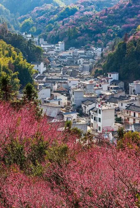 安徽春天美丽的视频,安徽美丽的春天