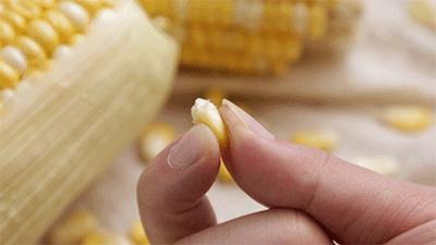 鲜嫩多汁即食水果玉米,鲜甜嫩玉米