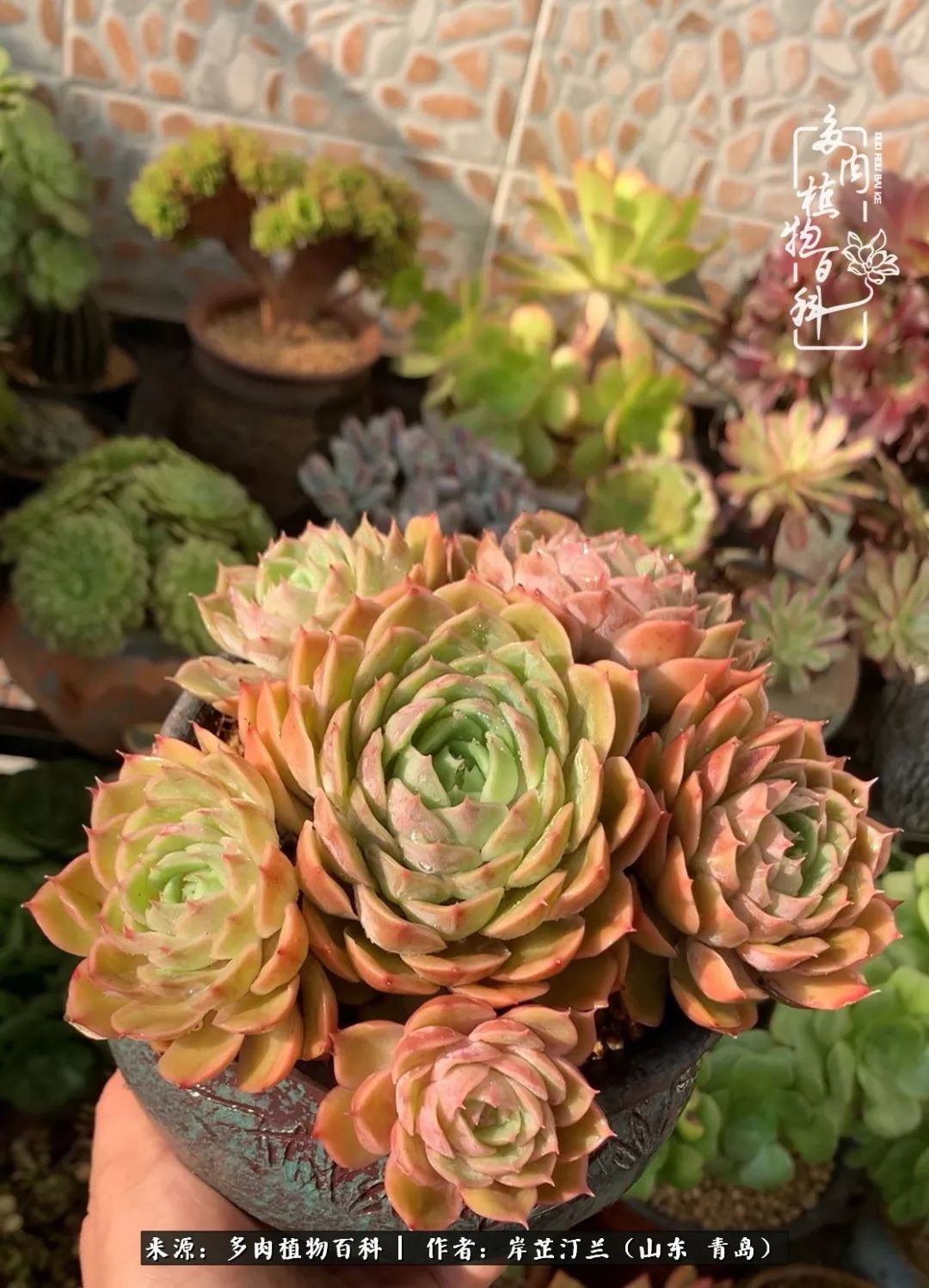 寒冷的冬季唯有多肉,冬日里的多肉宛如雪莲花