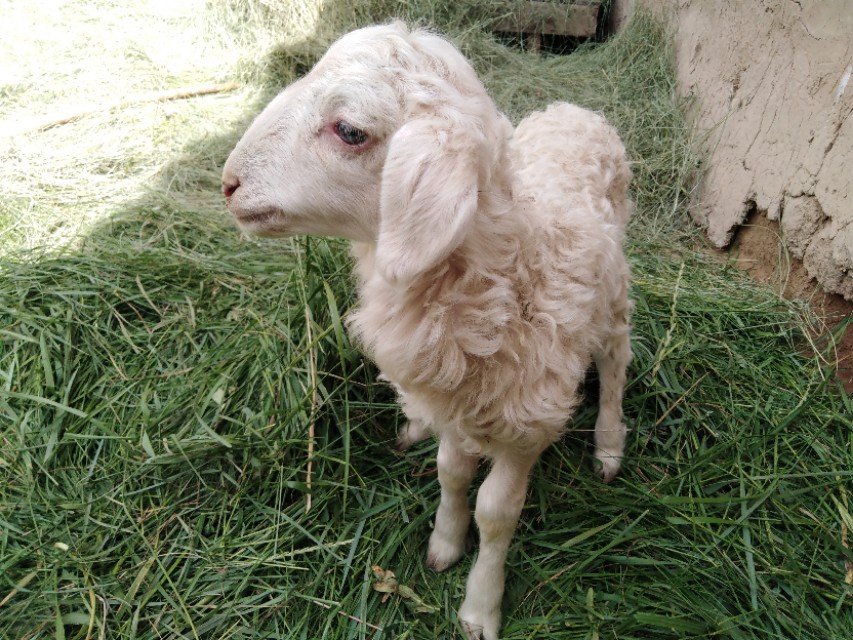 新生犊牛不吃代乳粉的原因,新出生的羔羊吃不饱怎么办