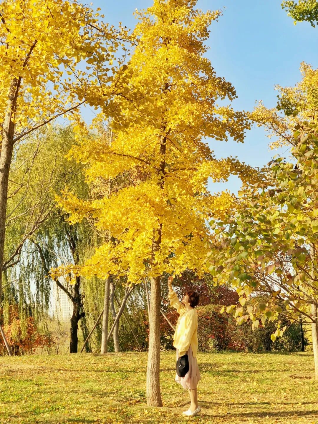 黄了！山东爆火的“银杏林”，千余亩的曼妙绝伦，只等你来！