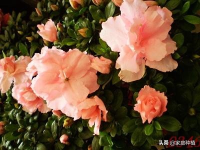 有种植物叫杜鹃,植物杜鹃