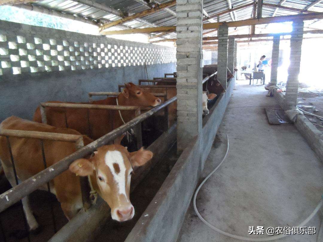 多省爆发牛皮肤病，三伏天不建议买牛，这些建议值得养牛人借鉴