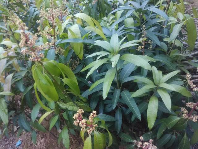 芒果盆栽种植方法,盆栽芒果正确种植方法