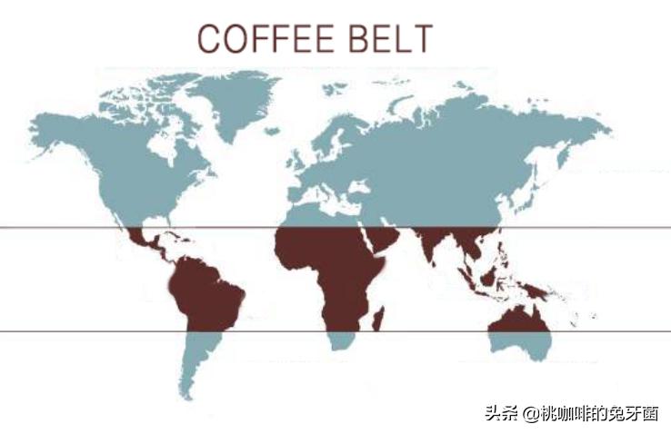 云南咖啡有远山森林的味道吗,云南咖啡产地探访记