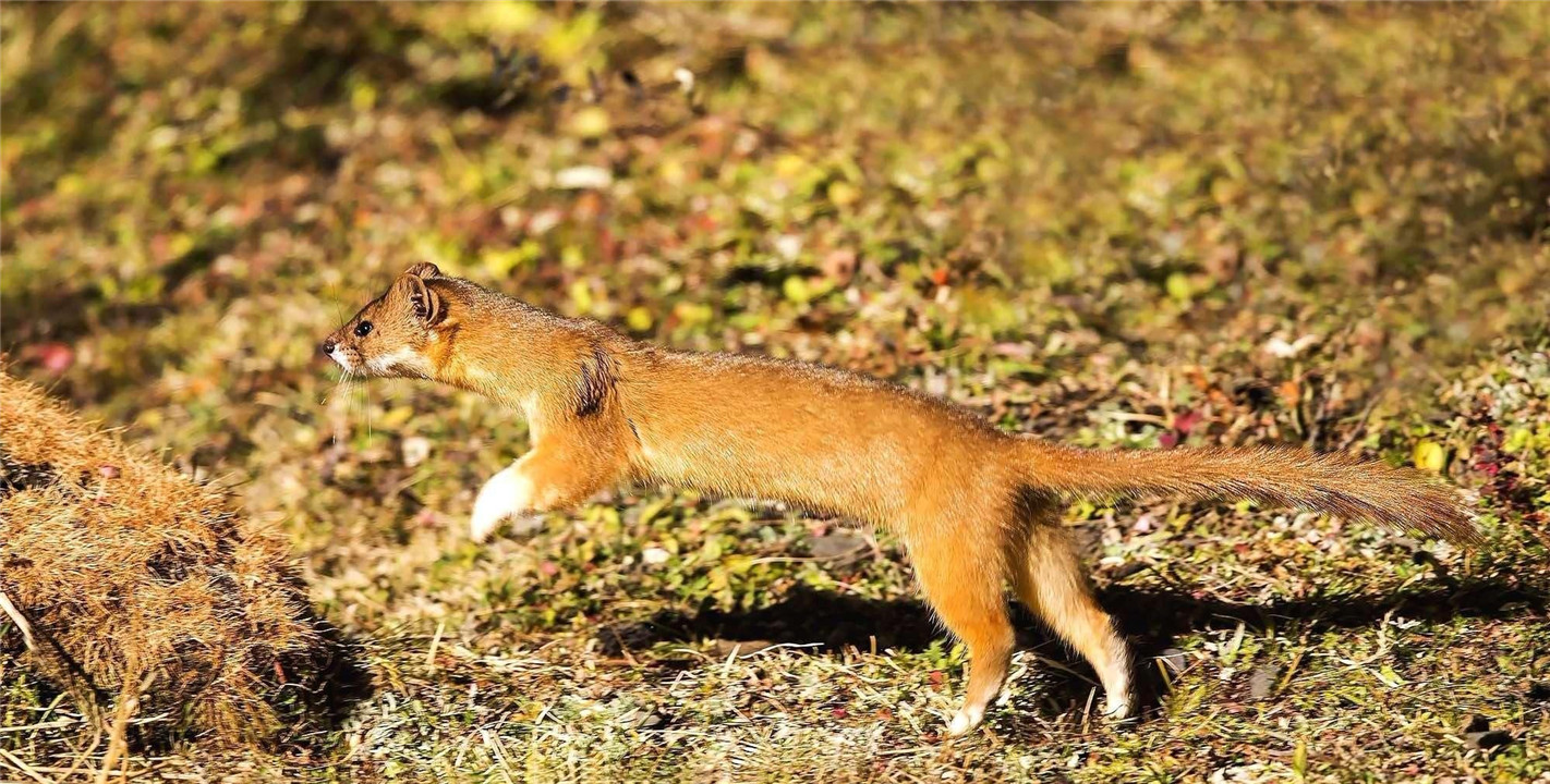 养殖户怎么防止黄鼠狼,黄鼠狼为什么不能大量养殖