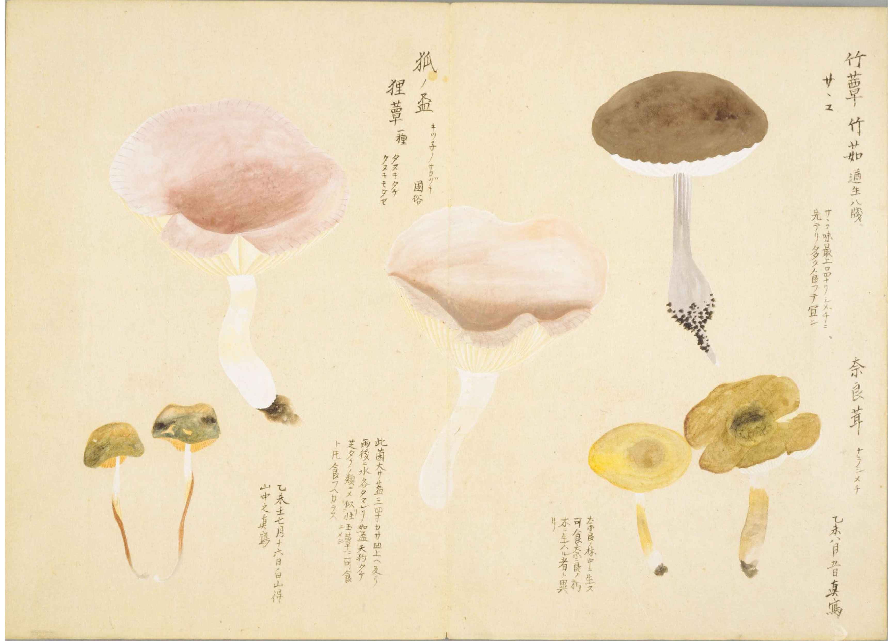 各种多彩菌图片大全,意式野菌图片大全