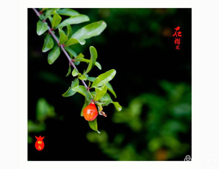 石榴花古诗词唯美,石榴花古诗词