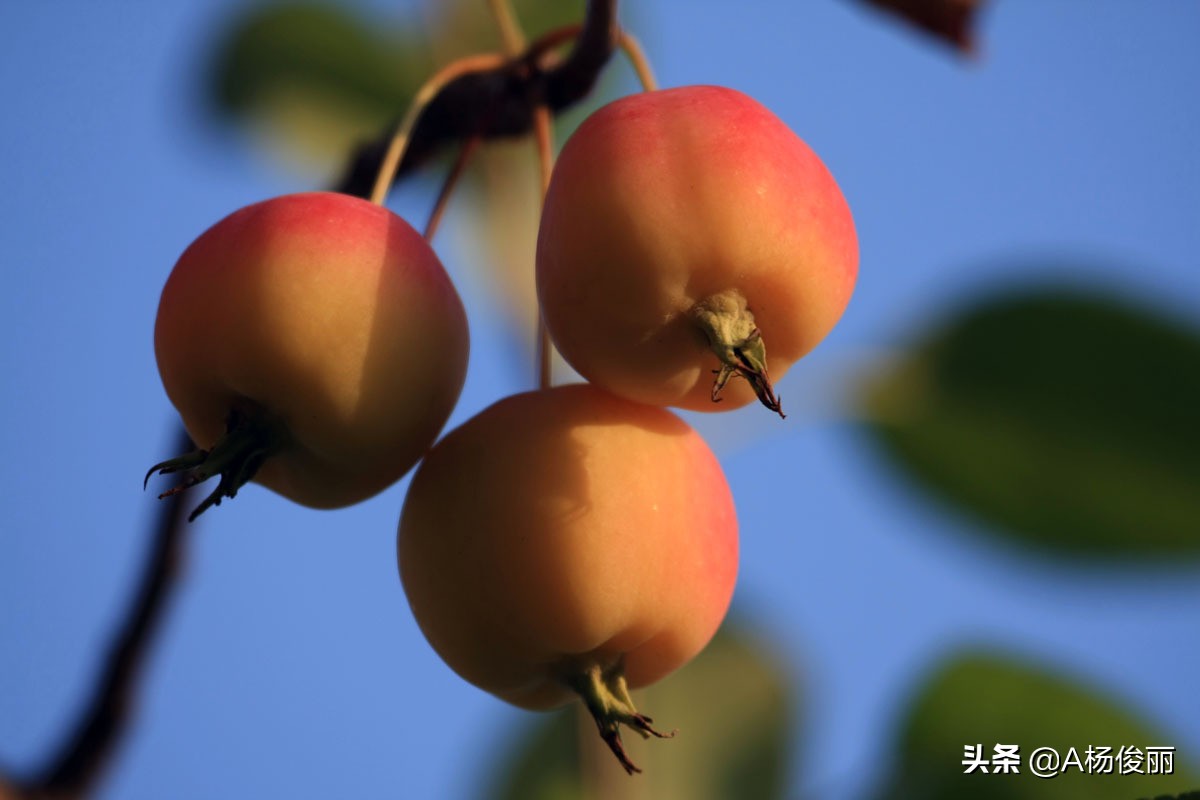 唐三镜真酒怎么样,唐三镜杨俊丽