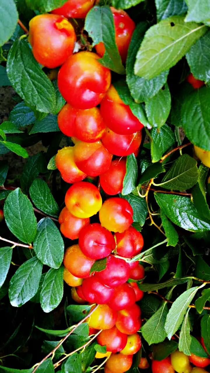 欧李～春观花，夏赏叶，秋品果；既可观赏，也可食用，一举两得。