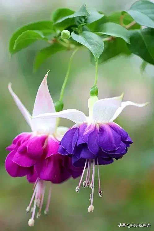 除夕快乐，第一个祝福送给你！愿你新的一年，美满幸福吉祥如意