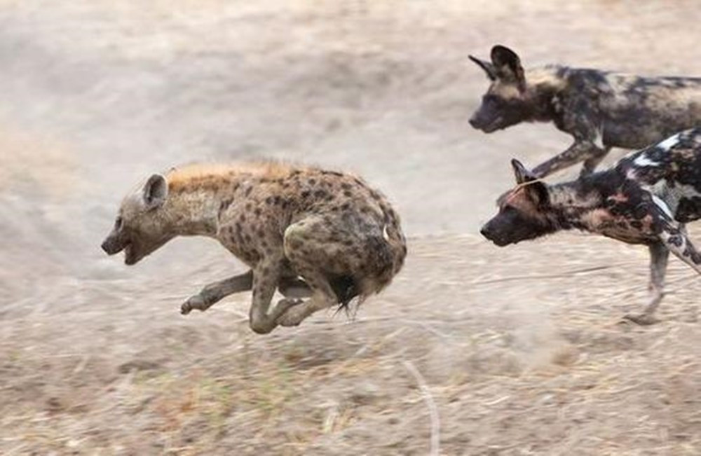 犬科代表非洲野犬，*攻围**狮子，掠夺豹子，暴打鬣狗，成为草原王者