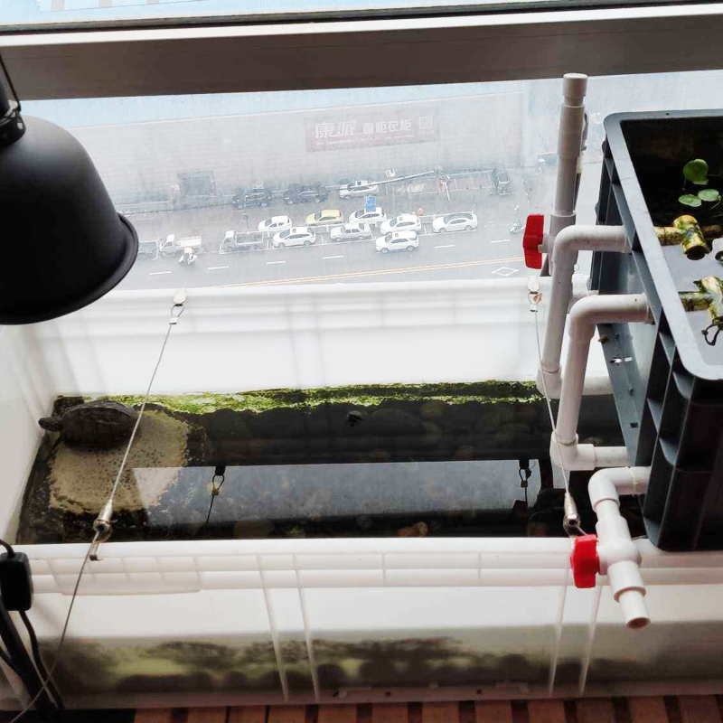 新手养龟买多大龟比较好养,新手养龟哪种龟最好养