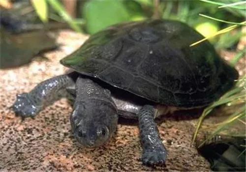 养殖乌龟怎么防止疾病,乌龟身上有疾病如何治疗