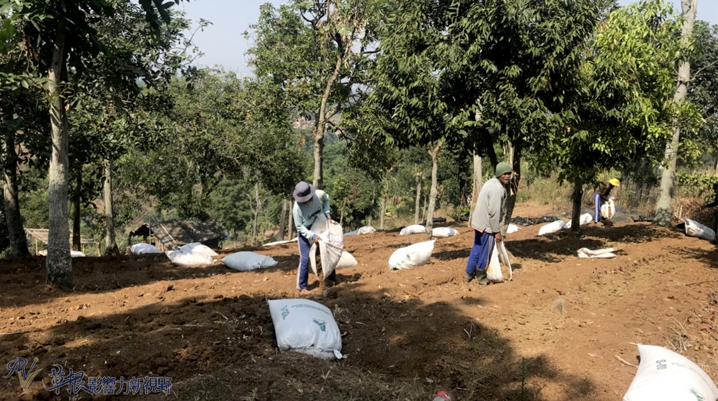 爪哇惊奇,二十万隆麝香猫咖啡园