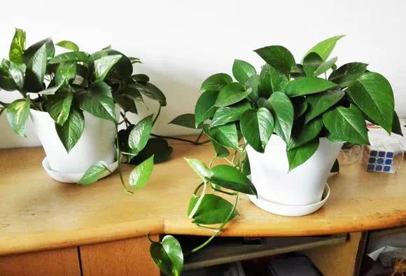 绿萝怎么养才能更旺盛生活小技巧,绿萝冬天怎么养才能更旺盛小妙招