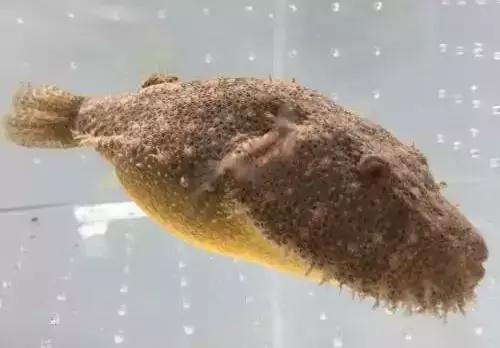 会咬鱼的观赏鱼,观赏鱼哪些不会咬人