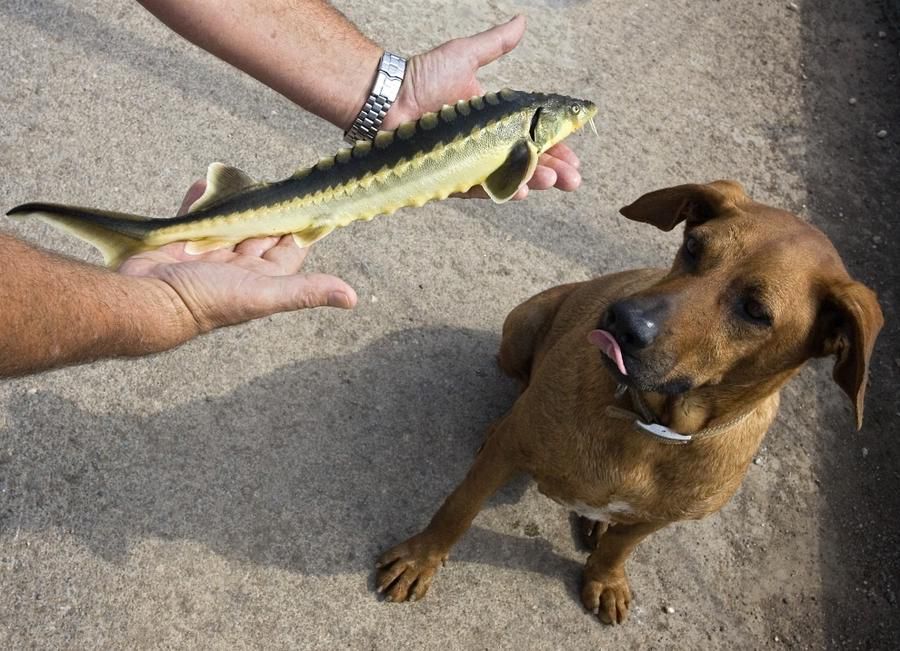 黑鱼子酱是由什么做成的,黑鱼子酱生的熟的