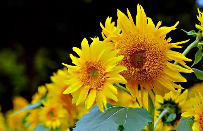 向日葵种子什么品种最好,向日葵哪种是可食用品种