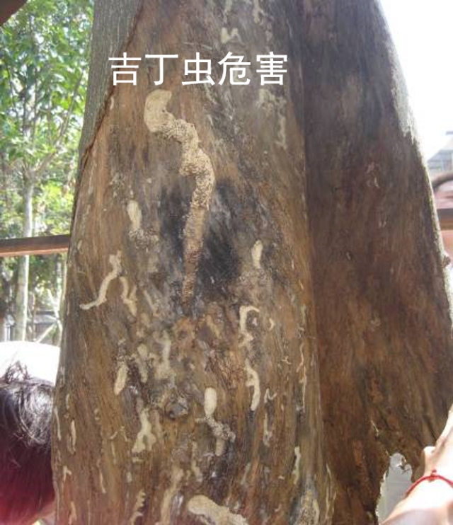 吉丁虫和钻心虫,钻心虫和吉丁虫有什么区别