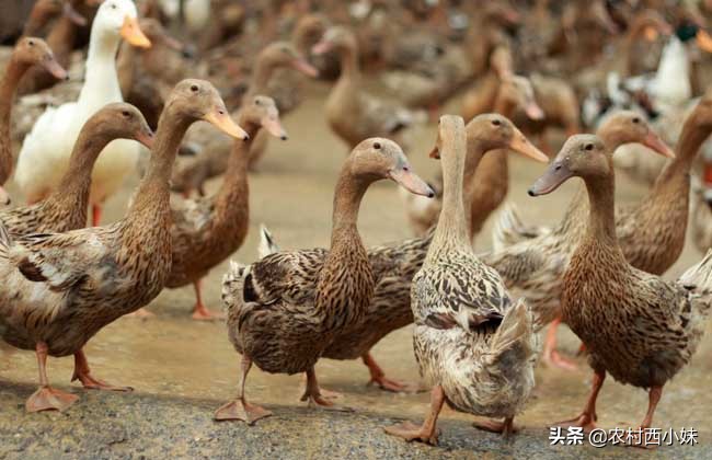 怎么预防鸭子腹泻,造成鸭子拉稀的原因