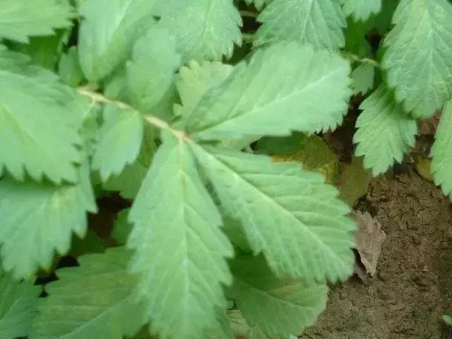 仙鹤草一天一味中药,每日一药中药仙鹤草