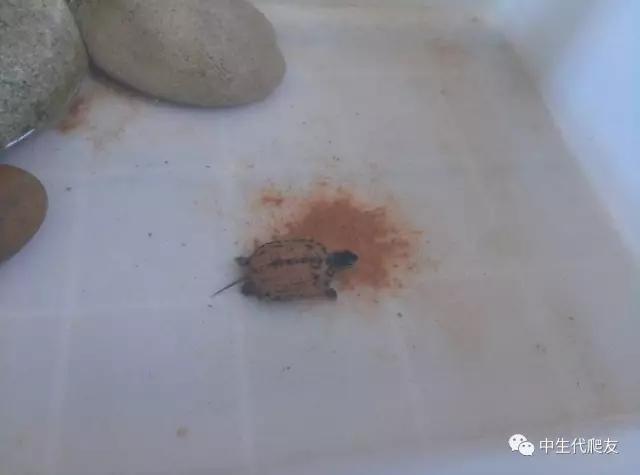 半泥半水的养龟环境视频,欧泽龟用什么环境养