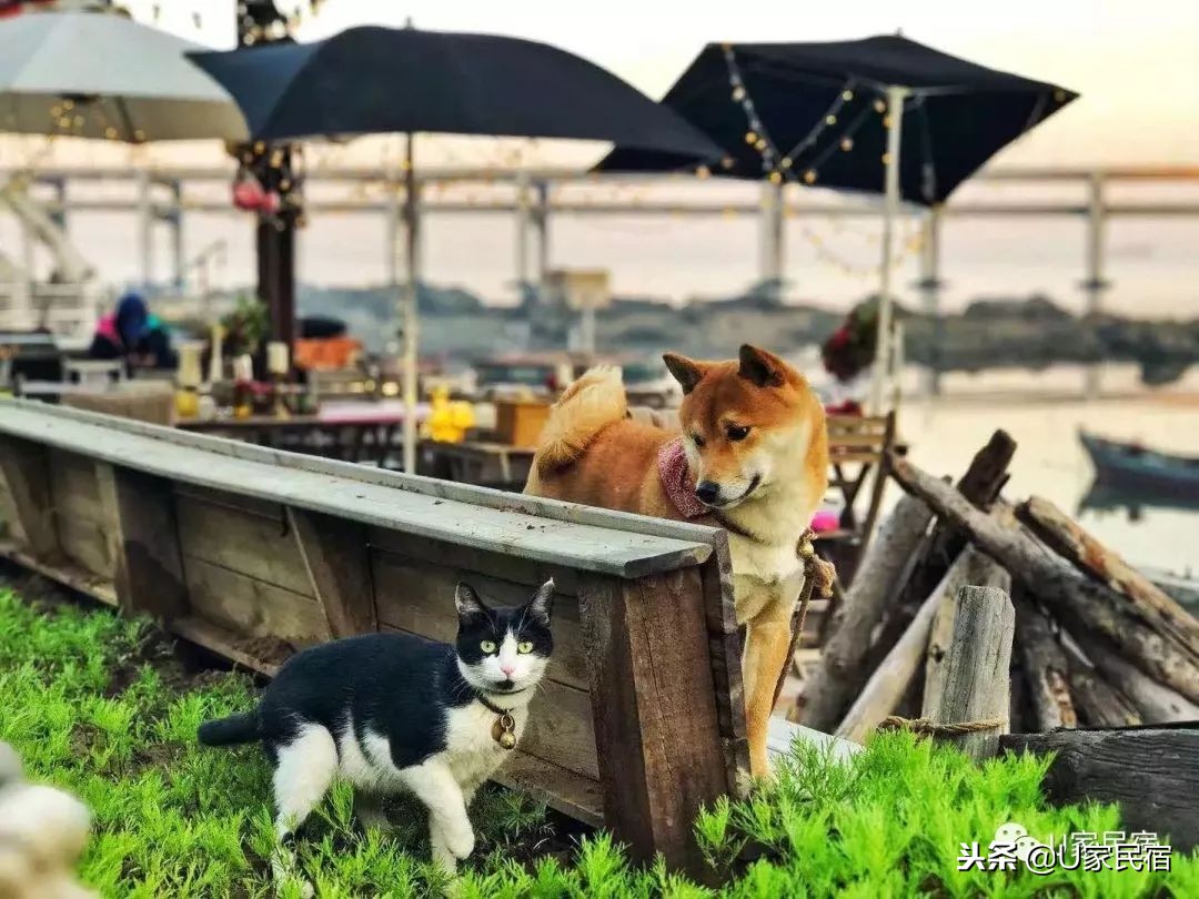 大连周边温泉民宿口碑最好,大连海边民宿排行榜前十名