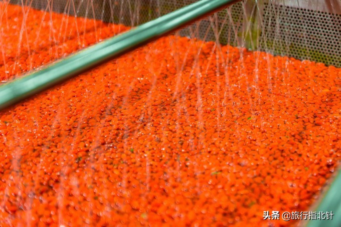 美丽青海，秋收的季节都兰红了，爆汁鲜甜的枸杞有小拇指大小