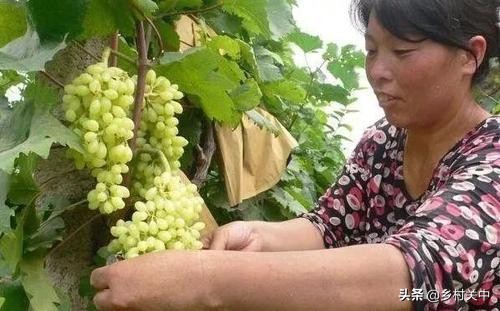 果子套袋最佳时间,套袋对果子有什么影响