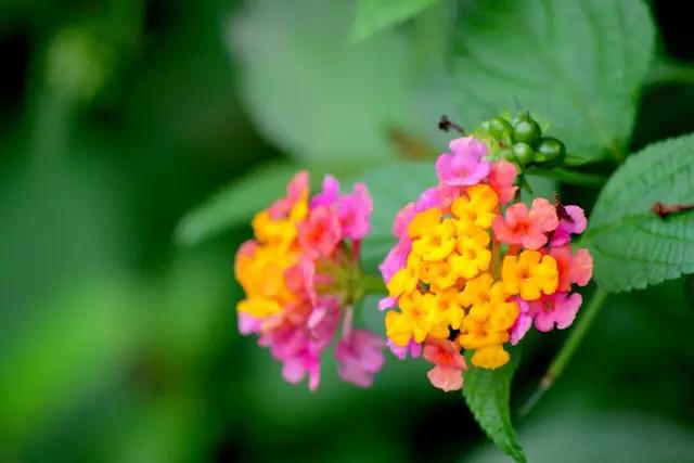 家里种的植物需要经常上线除虫吗,室内虫害最怕什么植物
