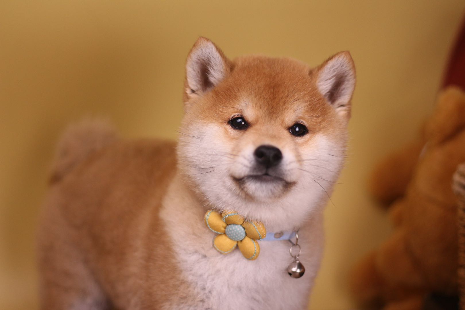 最便宜的柴犬幼犬,哪里可买到又便宜又正宗的柴犬