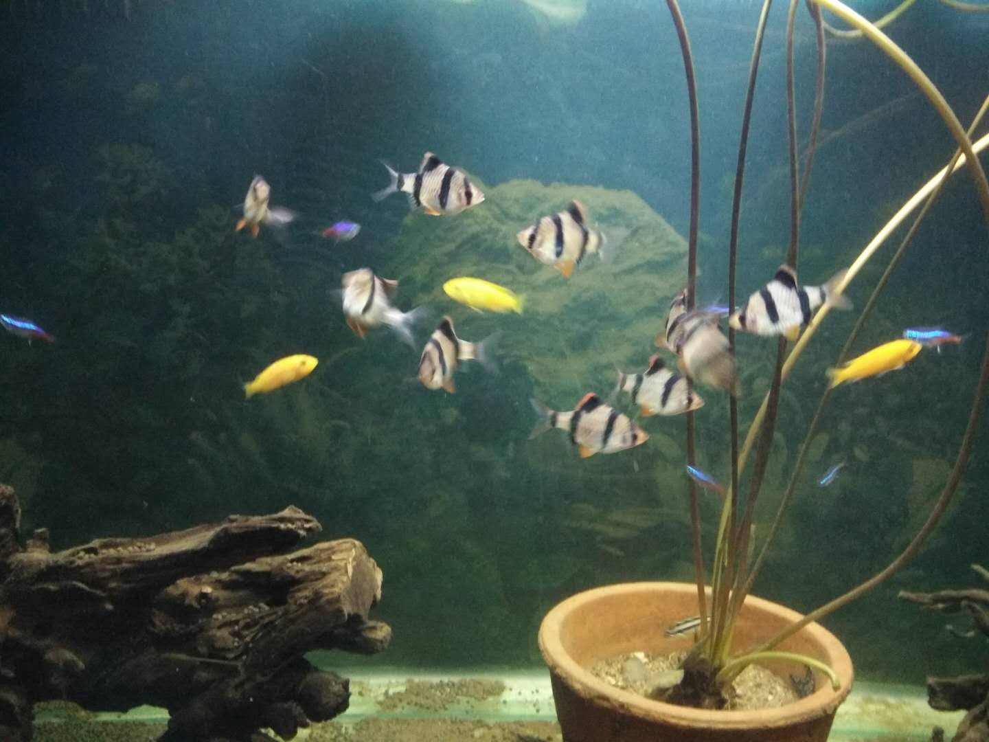 养观赏鱼如何避免繁殖,用什么样的方法养观赏鱼不死