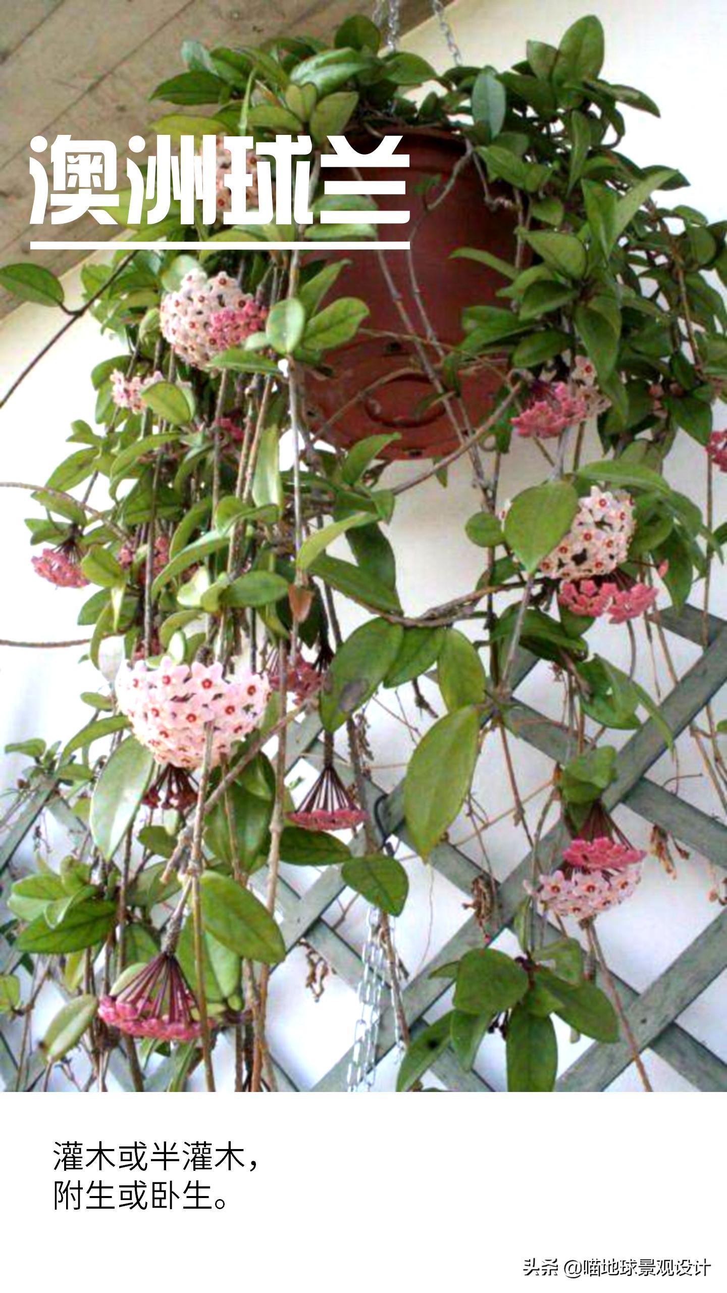 意大利常见的爬藤植物,25种爬藤植物