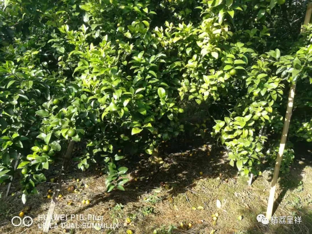 今年柑桔春季管理,柑桔种植全年管理计划