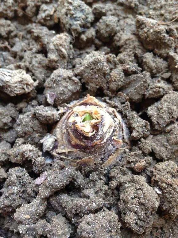 开过的风信子怎么处理,开过的风信子花球怎样处理