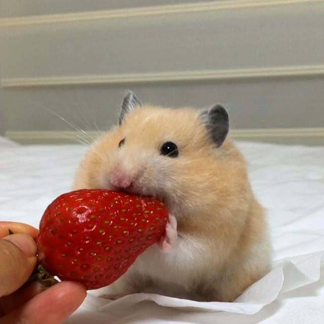 带仓鼠去公园赏花,鼠鼠无心赏花只想吃花朵,主人无奈又担心