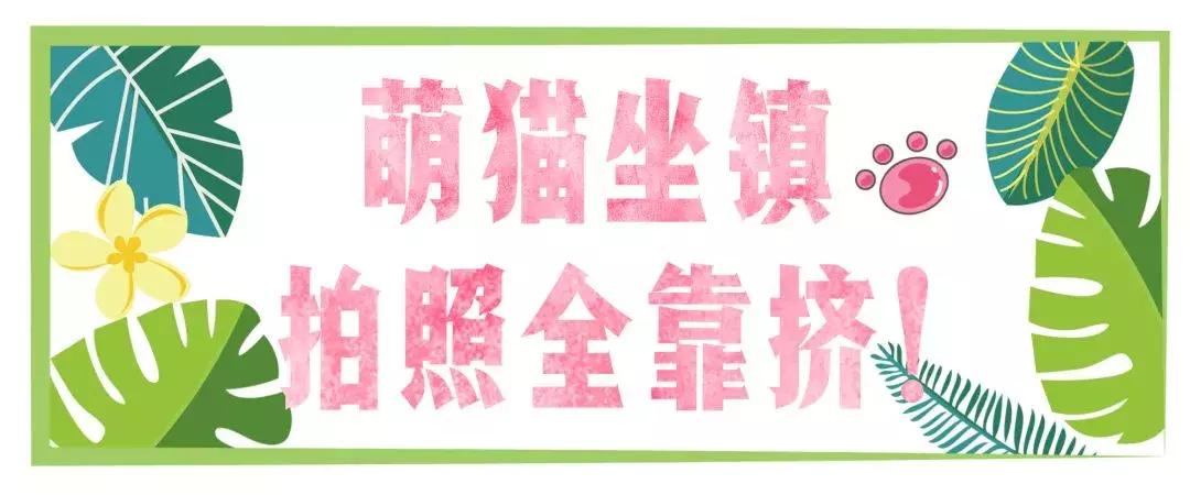 炸裂!因为一只猫,苏州人开启尖叫模式!