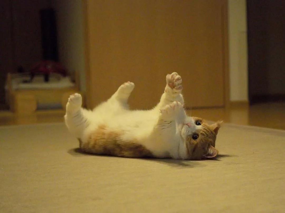 猫咪兄妹萌翻全场,短腿猫咪兄妹