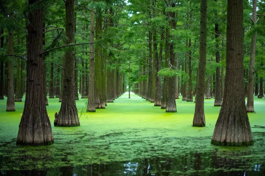 今年夏天在武汉必做的十件事,武汉新春过年坐地铁打卡攻略