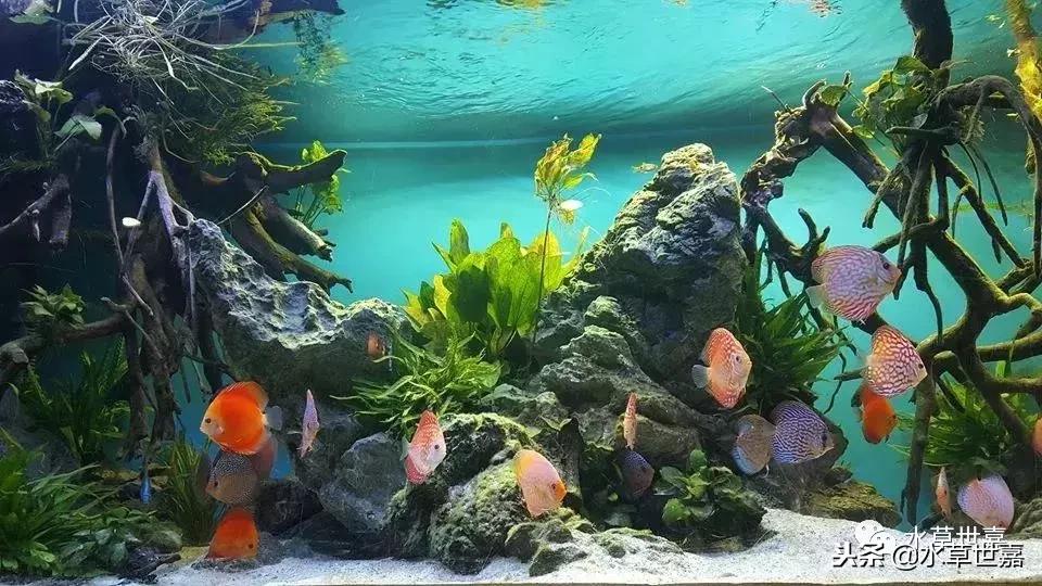 七彩神仙鱼水族箱布景,七彩神仙鱼苗繁殖技术