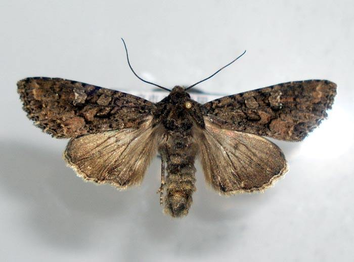 食用菌栽培与病虫害防治技术,食用菌害虫用什么药防治最好