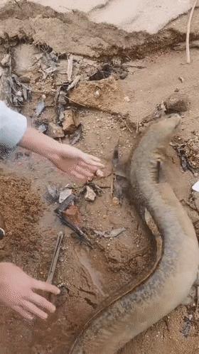 放生大量泥鳅,12斤泥鳅放生视频