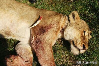 王者也会栽跟头——盘点在野生环境中杀死过成年老虎狮子的动物