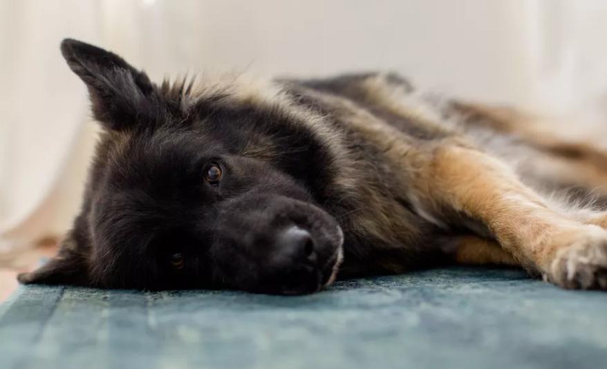 狗狗突然吃不下饭还吐怎么办,狗狗老是呕吐一小口没消化的食物