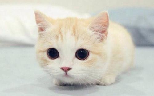 铲屎官必须要了解的猫粮进化史,铲屎官必备的猫粮推荐