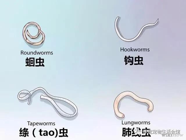 狗狗的驱虫药去哪里买,狗狗的驱虫多久一次