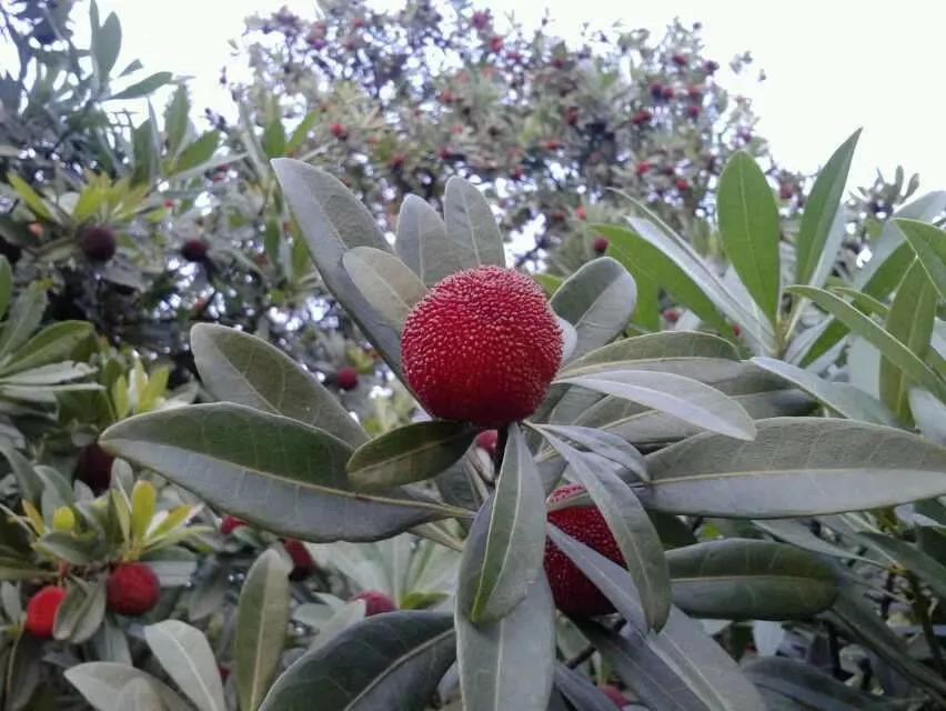 胆囊结石创新疗法,胆囊结石保守治疗的最好方法