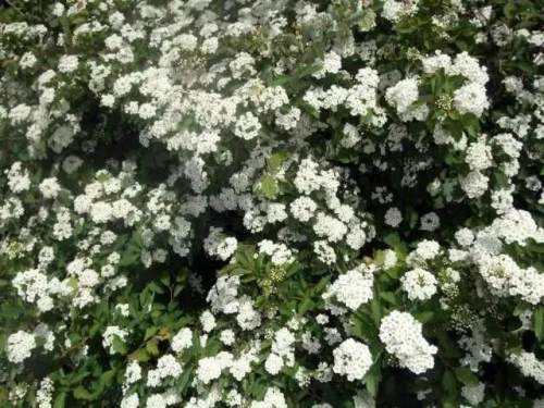 西安的夏天是什么颜色的,西安的春天有多美