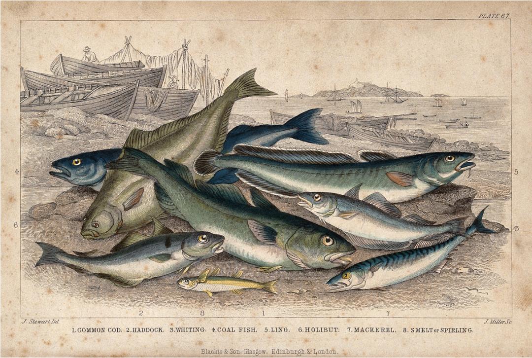 樊哥说中国美食,樊哥讲冰鲜生鲜